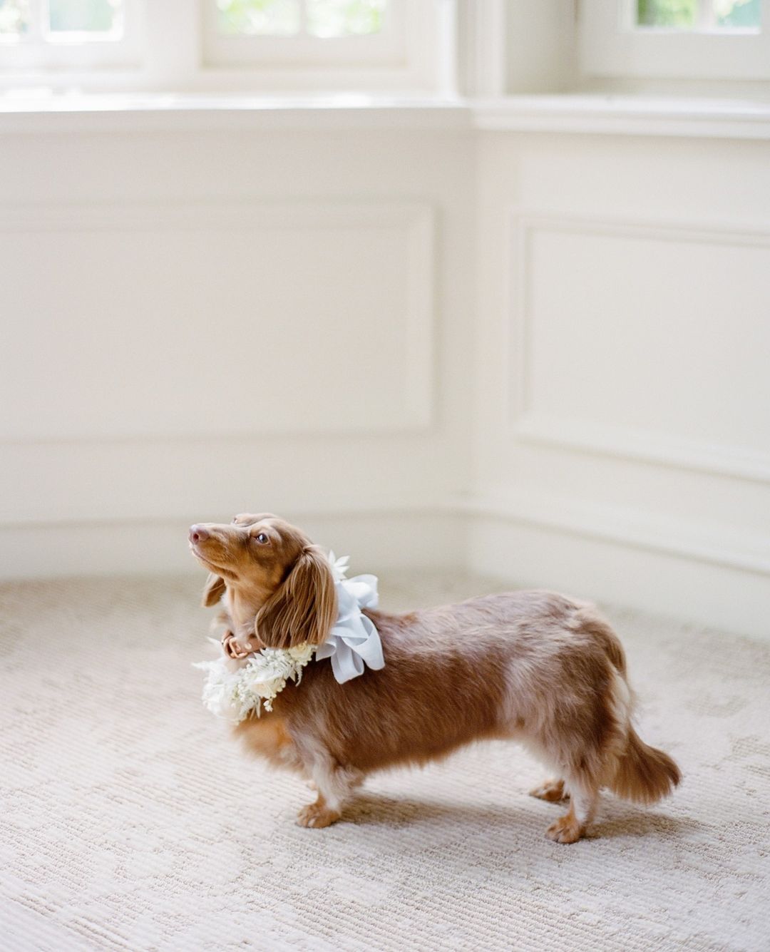 Winter Wedding Pets In Ceremonies