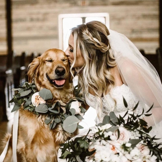 18 Dog Ring Bearer Collars We Can’t Stop Saying Awwwww