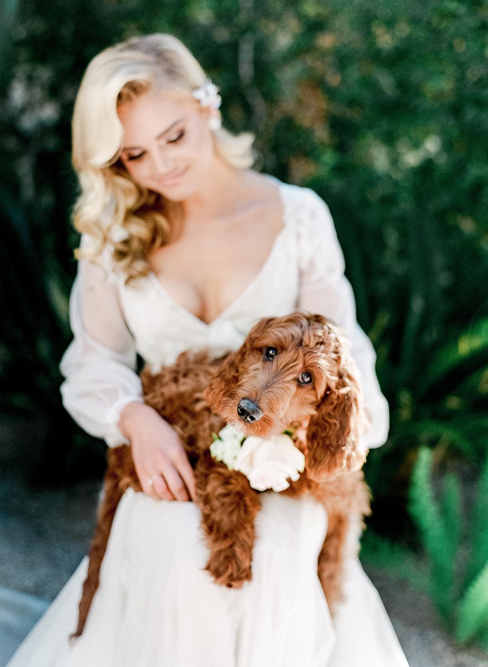 dog of honor goldendoodle pets in weddings