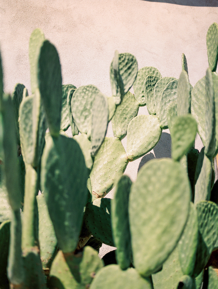 beautiful cactus - https://ruffledblog.com/fall-desert-elopement-inspiration-with-burgundy-and-lavender