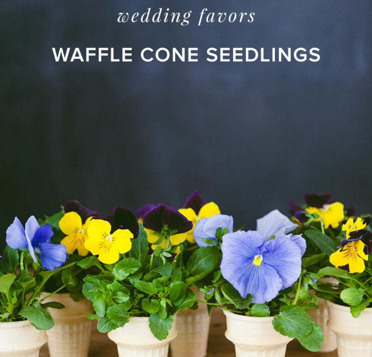 Ice cream Cone Seedlings