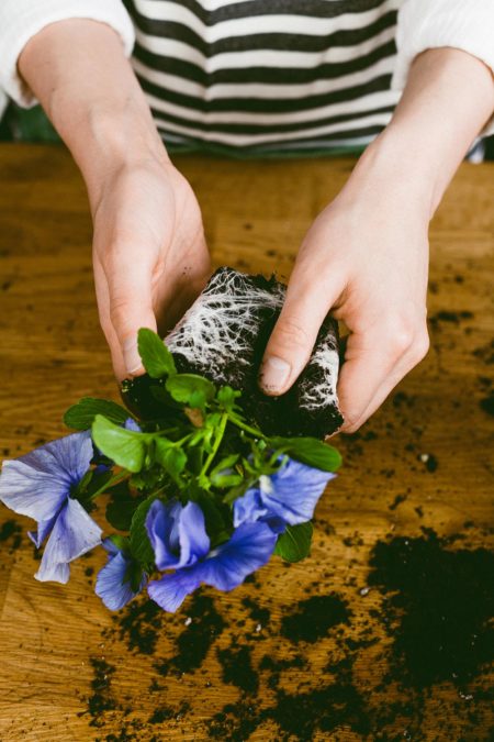 Natural DIY Wedding Favors: Waffle Cone Seedlings â‹† Ruffled