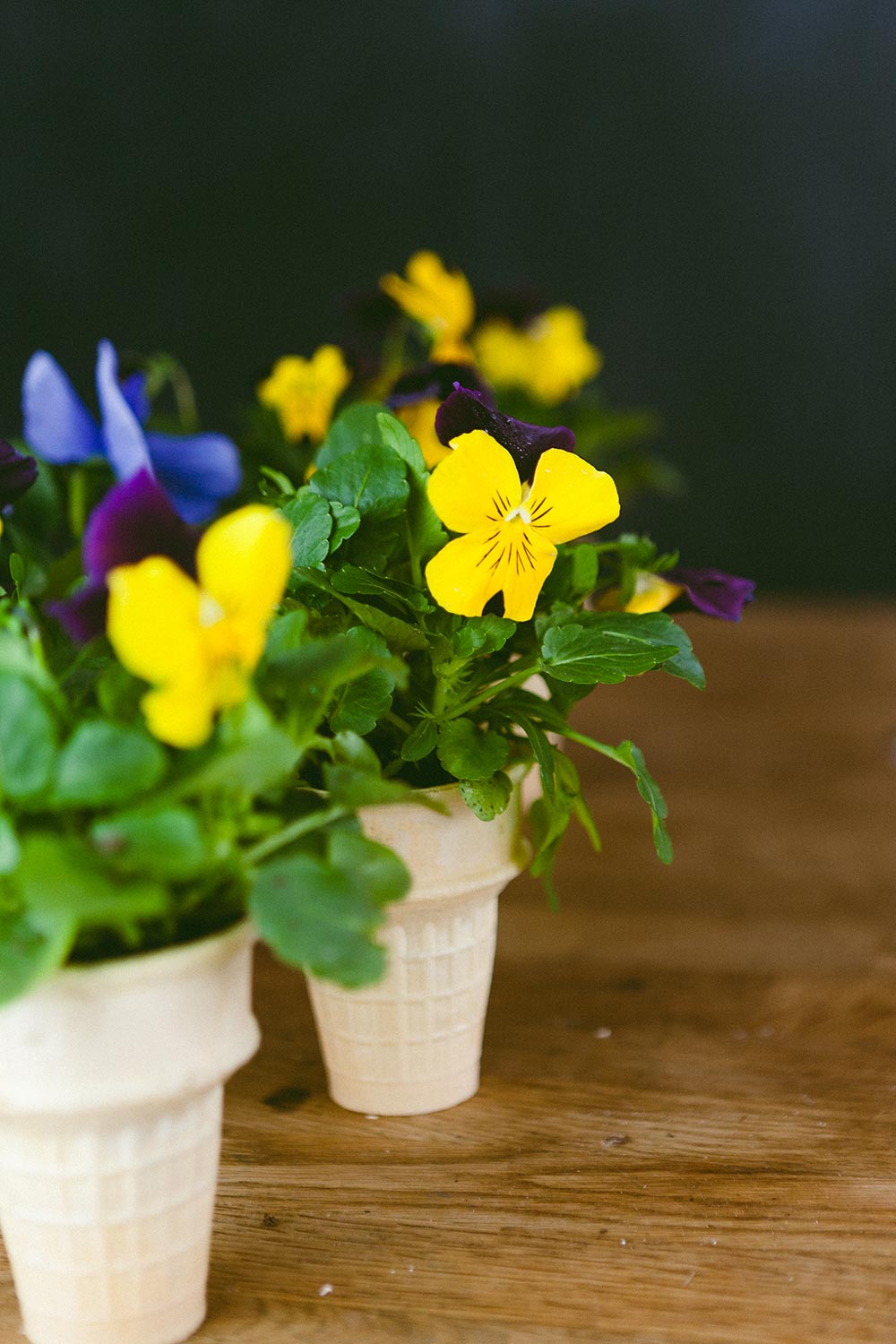 DIY Ice cream Cone Seedlings