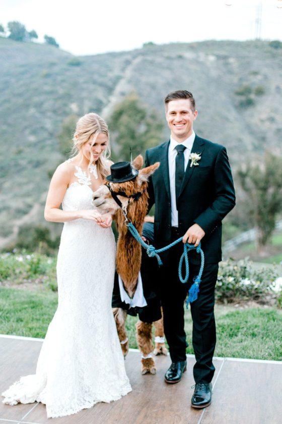 Lovable Backyard Wedding With A Dashing Alpaca Guest